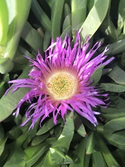 Carpobrotus aequilaterus