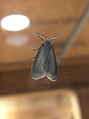 Pagara simplex
