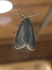 Pagara simplex