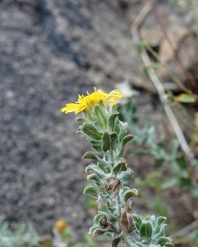 Image of Heterotheca fulcrata by (c) Andrew Tree, some rights reserved (CC BY)
