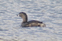 Podilymbus podiceps podiceps