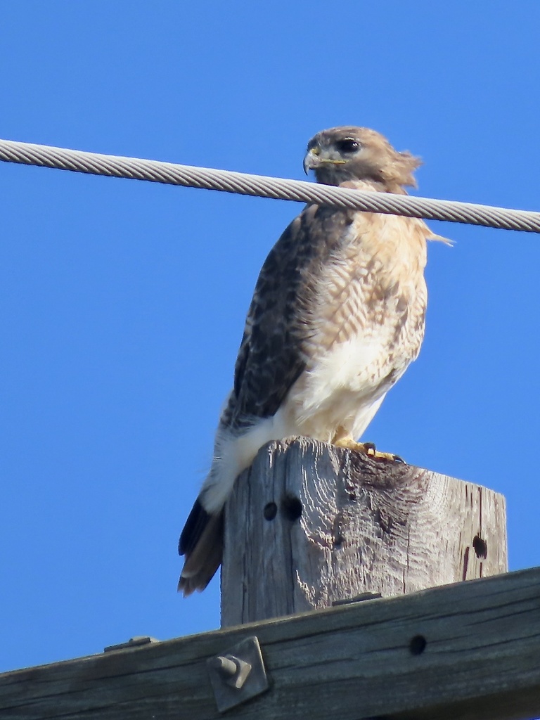 Red-tailed Hawk from Plum Island, Newbury, MA, US on October 23, 2023 ...