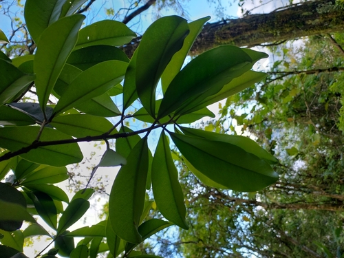 Foto de Cabeludinha