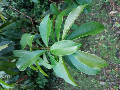 Foto de Cabeludinha