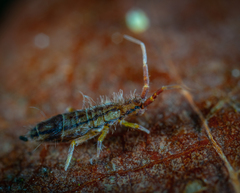 Orchesella flavescens