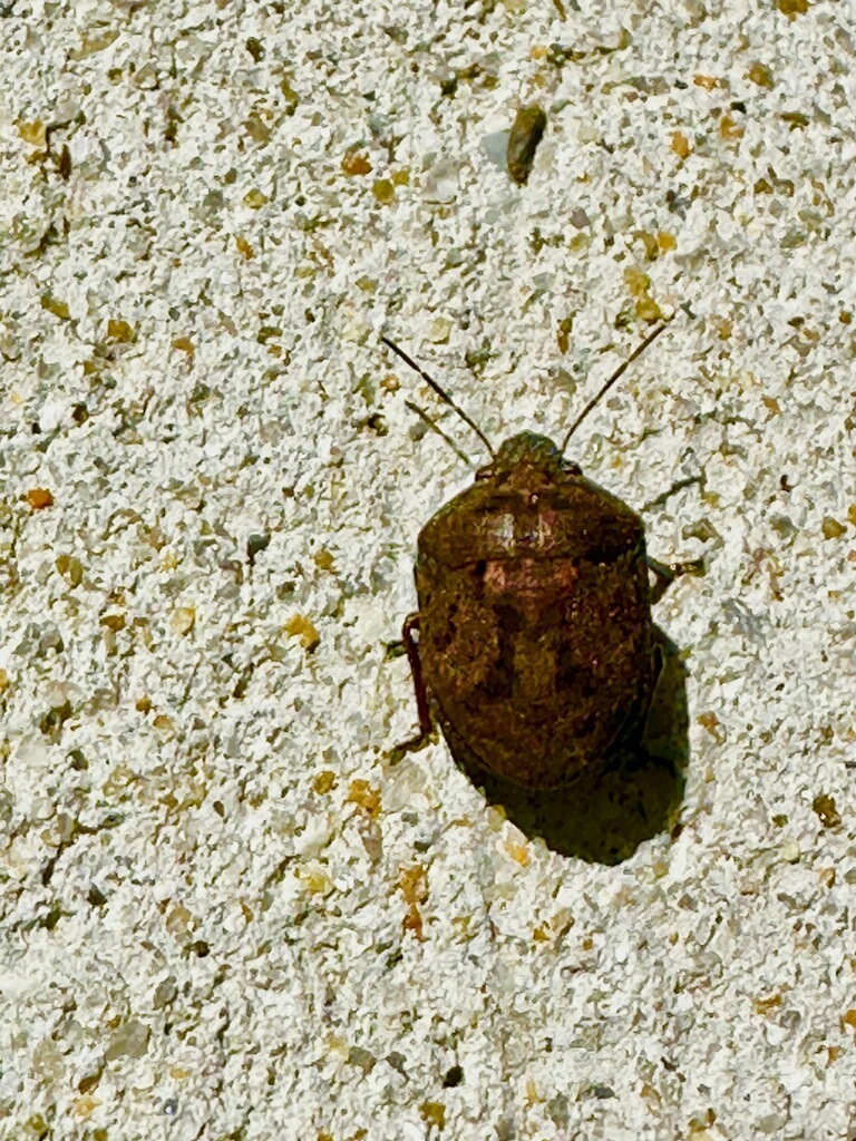 Stink Bugs, Shield Bugs, and Allies from Beaufort County, SC, USA on ...