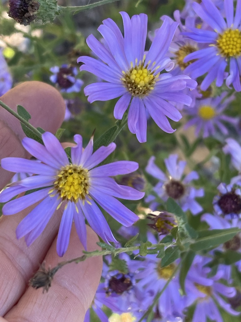 late purple aster from Wadesboro, NC, US on October 24, 2023 at 1138
