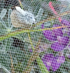 Icaricia icarioides missionensis