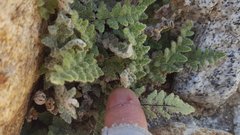 Myriopteris parryi image