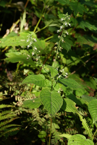 Circaea cordata iNat (2)