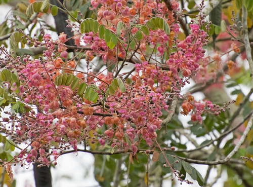 Cassia grandis - Leaves