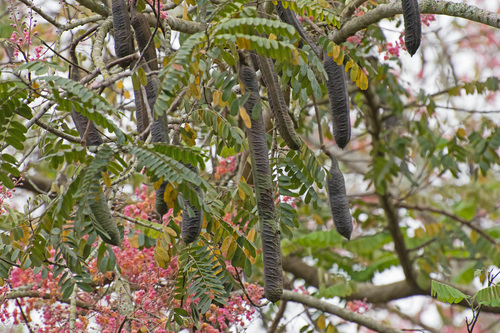 Cassia grandis - Whole tree