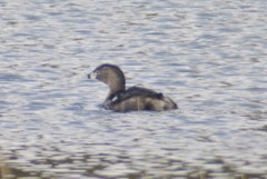 Podilymbus podiceps podiceps