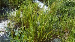Festuca bromoides