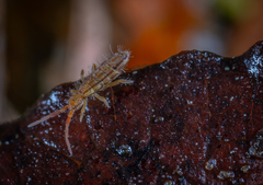 Orchesella flavescens
