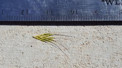 Festuca bromoides