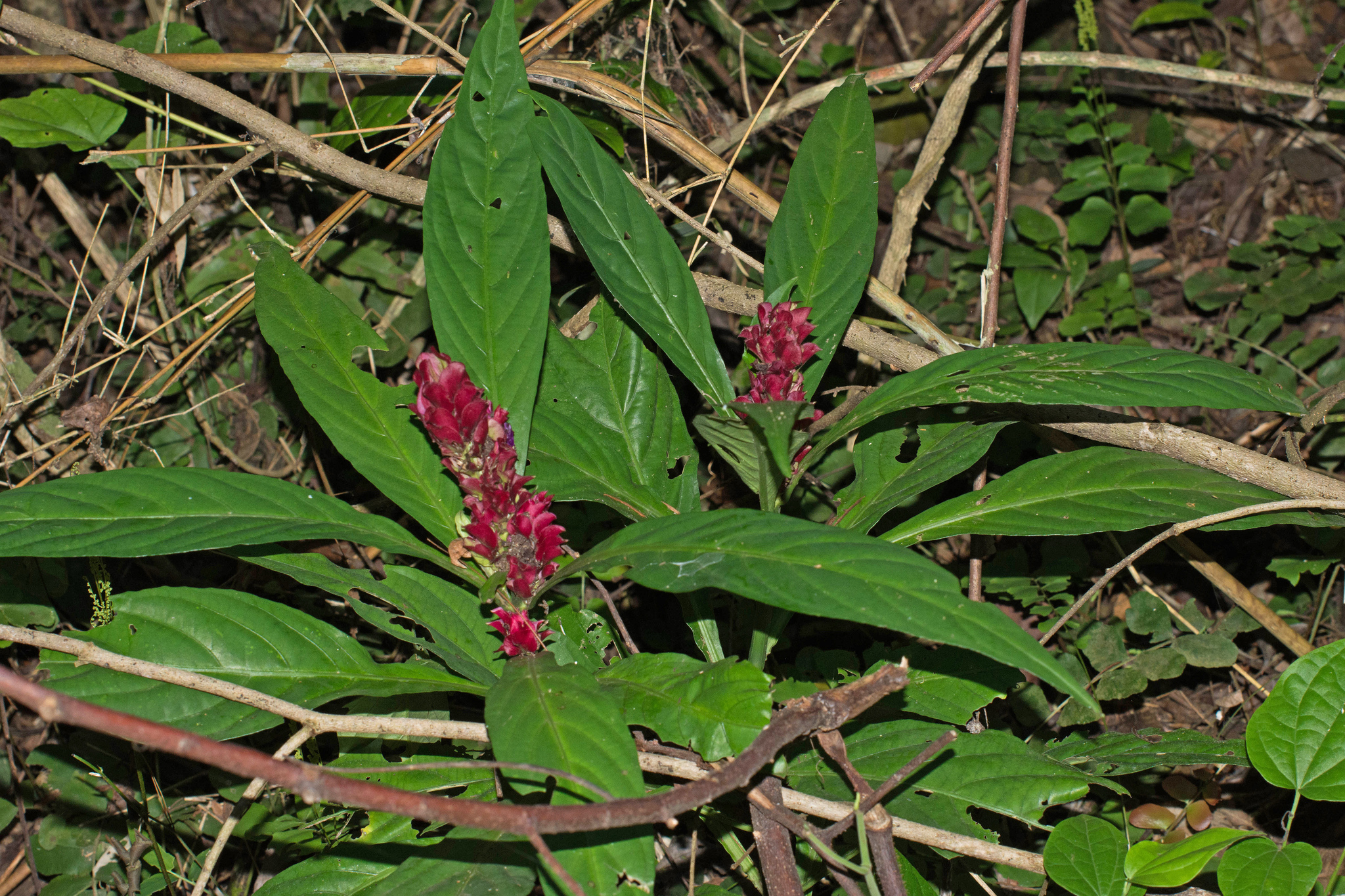 Afelandra-coral