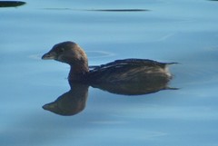 Podilymbus podiceps podiceps