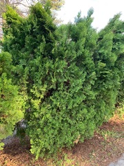 Platycladus orientalis