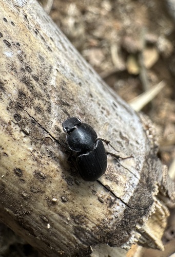 Pseudopodotenus fulviventris