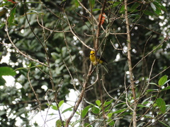 Myioborus ornatus