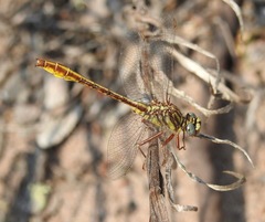 Phanogomphus cavillaris