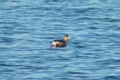 Podilymbus podiceps podiceps