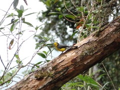 Myioborus ornatus
