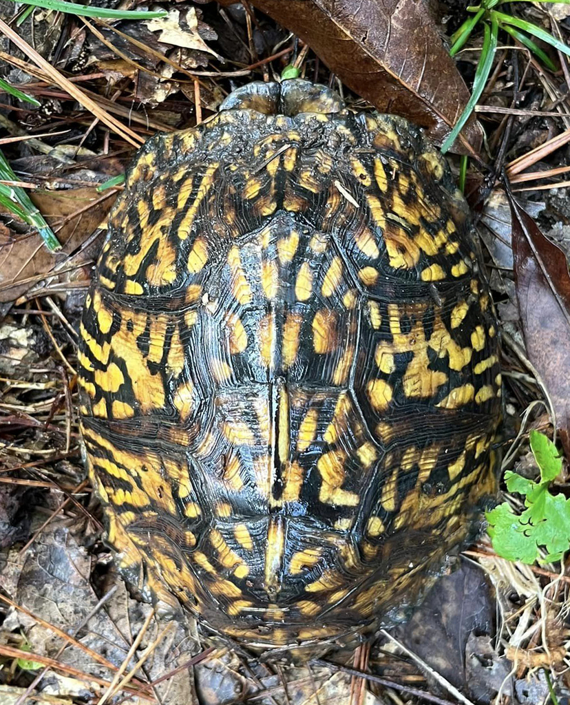 Gulf Coast Box Turtle in July 2023 by dt_almquist · iNaturalist