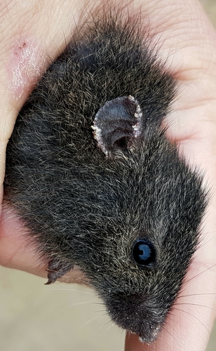 Rattus lutreolus