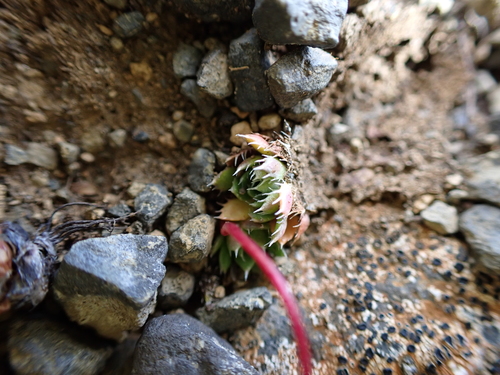 Image of Saxifraga flagellaris by (c) Aiva Noringseth, some rights reserved (CC BY)