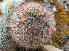 Mammillaria densispina