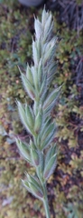 Leymus innovatus