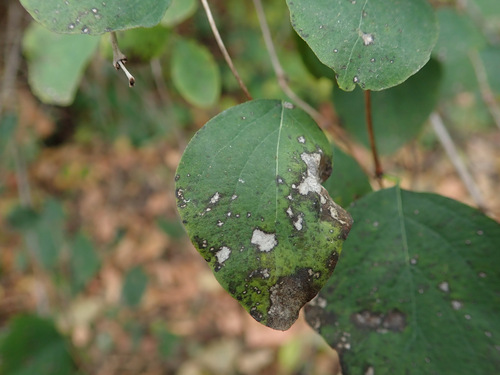 Sphaceloma