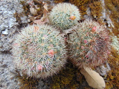 Mammillaria densispina
