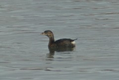 Podilymbus podiceps podiceps