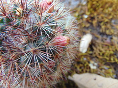 Mammillaria densispina