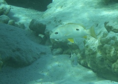 Lutjanus monostigma