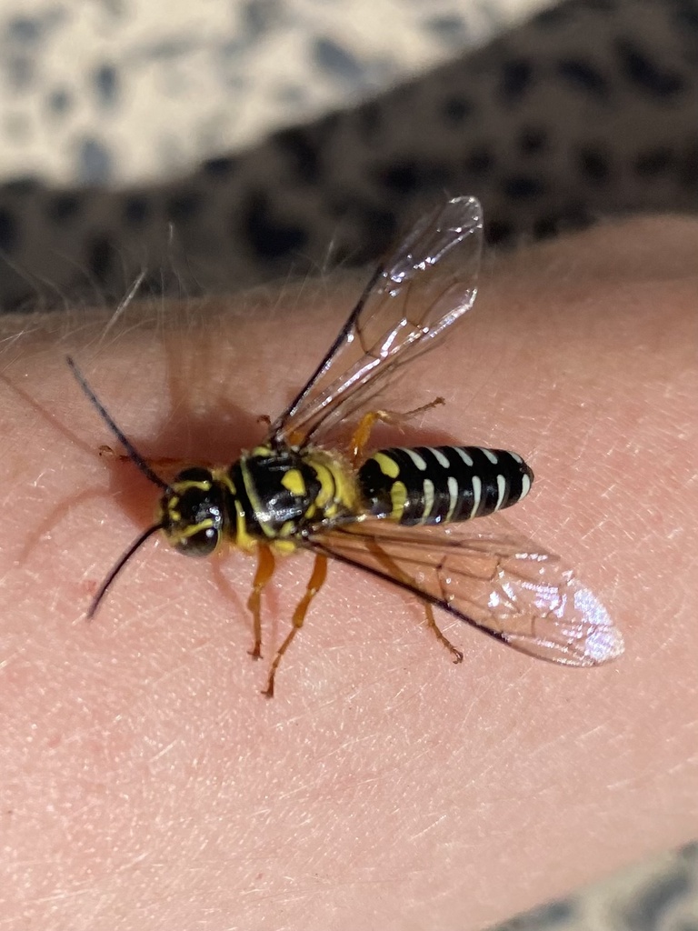 Zaspilothynnus