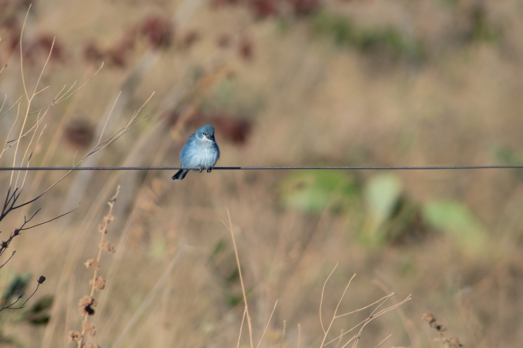 Plumbeous Seedeater