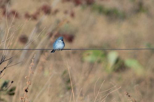 Plumbeous Seedeater