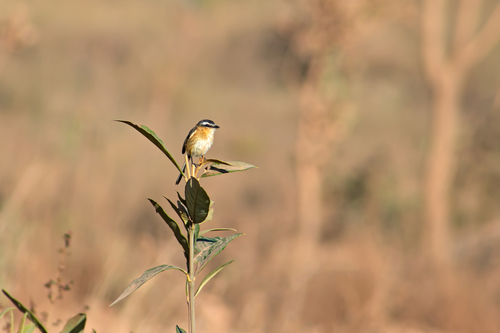 Sharp-tailed Tyrant