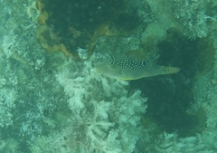 Canthigaster solandri