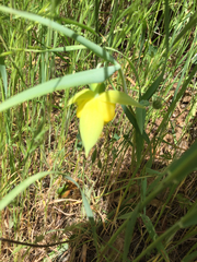 Calochortus pulchellus