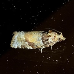 Argyrotaenia kimballi