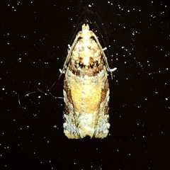 Argyrotaenia kimballi
