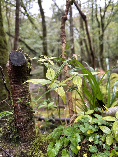 Image of Paris tetraphylla by (c) 岸本年郎, some rights reserved (CC BY)