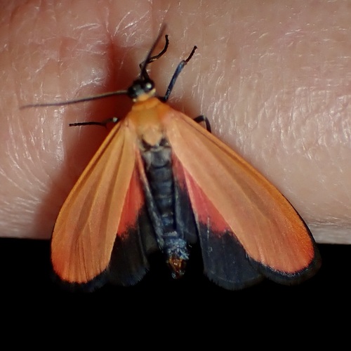 Lycomorpha grotei photo 2