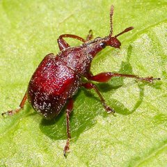 Himatolabus pubescens