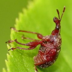 Himatolabus pubescens